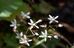 Michaux's saxifrage